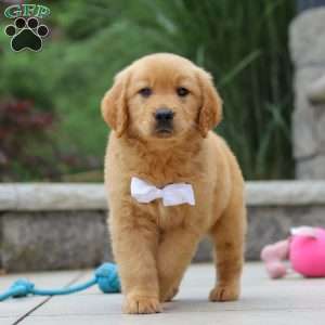 Mateo, Golden Retriever Puppy